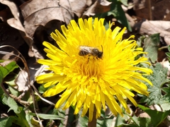 Colletes cunicularius