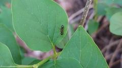 Camponotus caryae