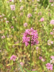 Plectritis congesta