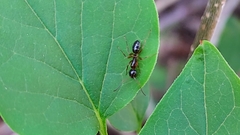 Camponotus caryae