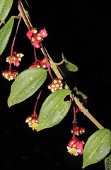 Miconia blepharodes