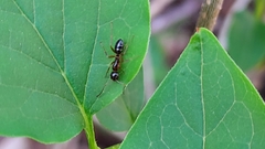 Camponotus caryae