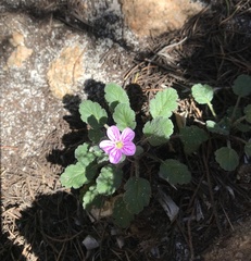 Erodium corsicum