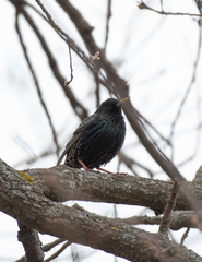 Sturnus vulgaris