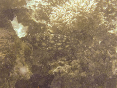 Epinephelus summana