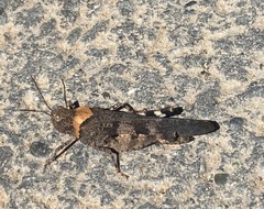 Trimerotropis fontana