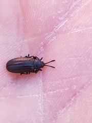 Microrhopala vittata