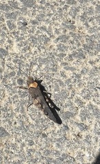 Trimerotropis fontana