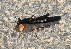 Trimerotropis fontana