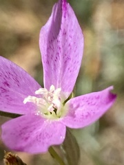 Clarkia affinis