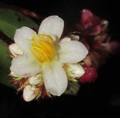Miconia blepharodes