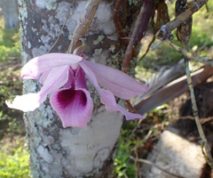 Dendrobium anosmum