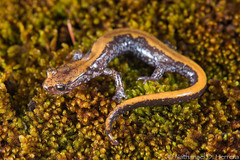 Plethodon idahoensis