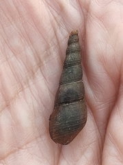 Thiaridae