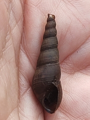Thiaridae