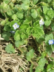 Veronica persica