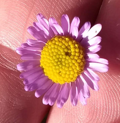 Erigeron foliosus