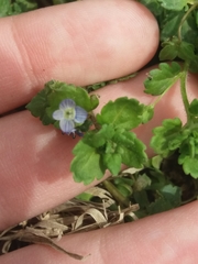 Veronica persica
