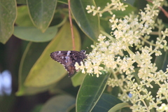 Codatractus bryaxis