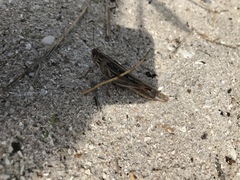 Schistocerca americana