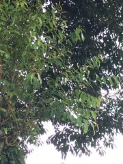 Syzygium cumini