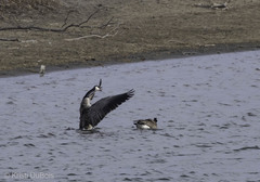 Branta canadensis