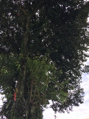 Syzygium cumini