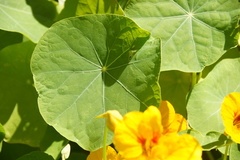 Tropaeolum majus image