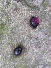 Syzygium cumini
