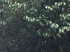 Syzygium cumini