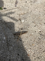 Schistocerca americana