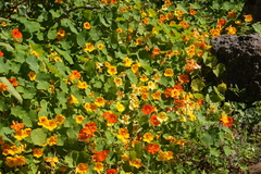 Tropaeolum majus image