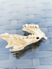 Oryctolagus cuniculus cuniculus