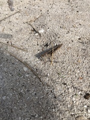 Schistocerca americana