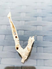 Oryctolagus cuniculus cuniculus