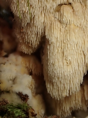 Dentipellicula leptodon