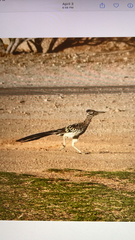 Geococcyx californianus