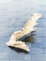 Oryctolagus cuniculus cuniculus