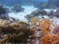 Millepora dichotoma