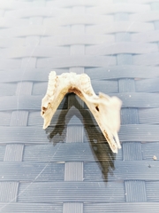 Oryctolagus cuniculus cuniculus