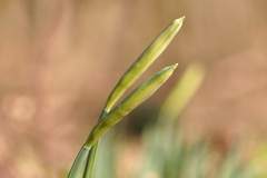 Narcissus