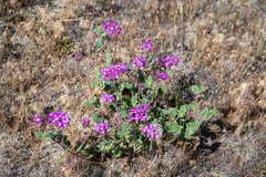 Abronia villosa aurita