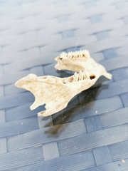 Oryctolagus cuniculus cuniculus