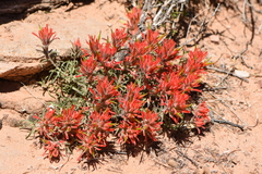 Castilleja scabrida