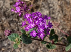 Abronia villosa aurita
