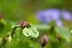 Trillium recurvatum