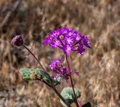 Abronia villosa aurita