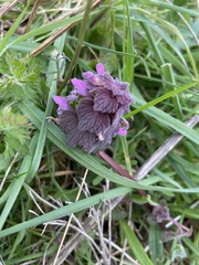 Lamium purpureum