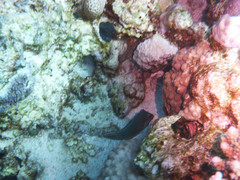 Canthigaster margaritata