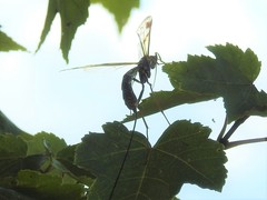 Megarhyssa macrurus macrurus